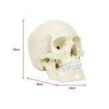 Life Size Anatomical Deluxe Human Skull Model Medical Skeleton Anatomy Replica - Extra Image