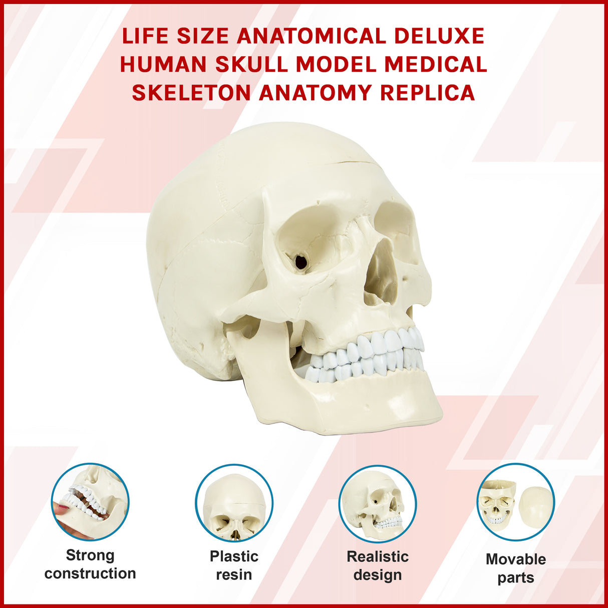 Life Size Anatomical Deluxe Human Skull Model Medical Skeleton Anatomy Replica