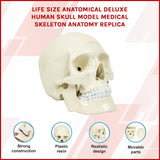 Life Size Anatomical Deluxe Human Skull Model Medical Skeleton Anatomy Replica - Front View