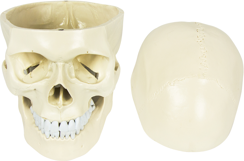 Life Size Anatomical Deluxe Human Skull Model Medical Skeleton Anatomy Replica
