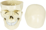 Life Size Anatomical Deluxe Human Skull Model Medical Skeleton Anatomy Replica - Side View
