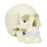 Life Size Anatomical Deluxe Human Skull Model Medical Skeleton Anatomy Replica - Top-Down View