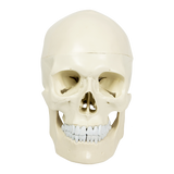 Life Size Anatomical Deluxe Human Skull Model Medical Skeleton Anatomy Replica - Rear View