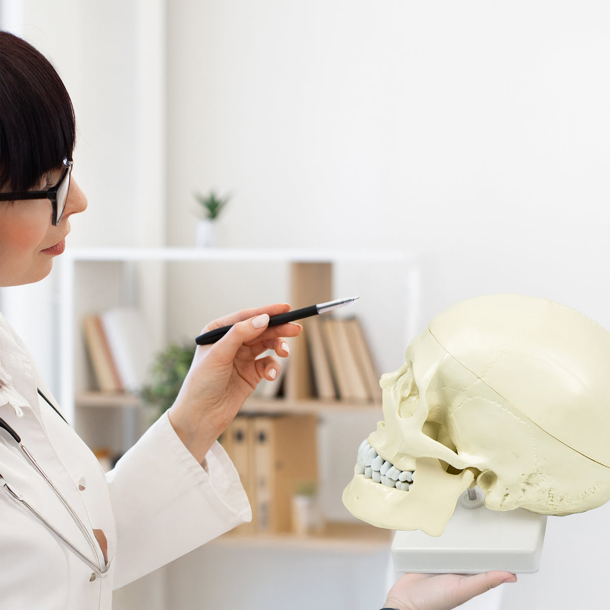 Life Size Anatomical Deluxe Human Skull Model Medical Skeleton Anatomy Replica