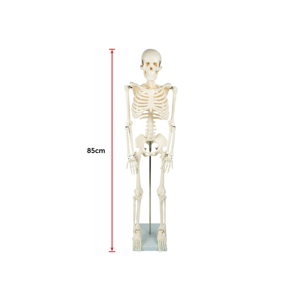 Anatomical 85cm Tall Human Skeleton with Stand Model - Medical Anatomy