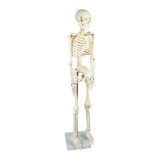 Anatomical 85cm Tall Human Skeleton with Stand Model - Medical Anatomy - Top-Down View
