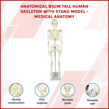 Anatomical 85cm Tall Human Skeleton with Stand Model - Medical Anatomy - 45-Degree Angle