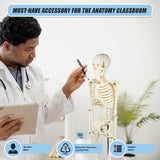 Anatomical 85cm Tall Human Skeleton with Stand Model - Medical Anatomy - Rear View