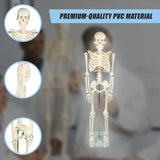 Anatomical 85cm Tall Human Skeleton with Stand Model - Medical Anatomy - Close-Up Angle