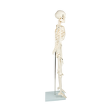 Anatomical 85cm Tall Human Skeleton with Stand Model - Medical Anatomy - Low Angle