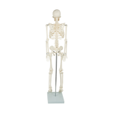 Anatomical 85cm Tall Human Skeleton with Stand Model - Medical Anatomy - Extra Image