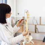 Life Size Flexible Spine Pelvis & Femur Model &ndash; Anatomical Skeleton Display