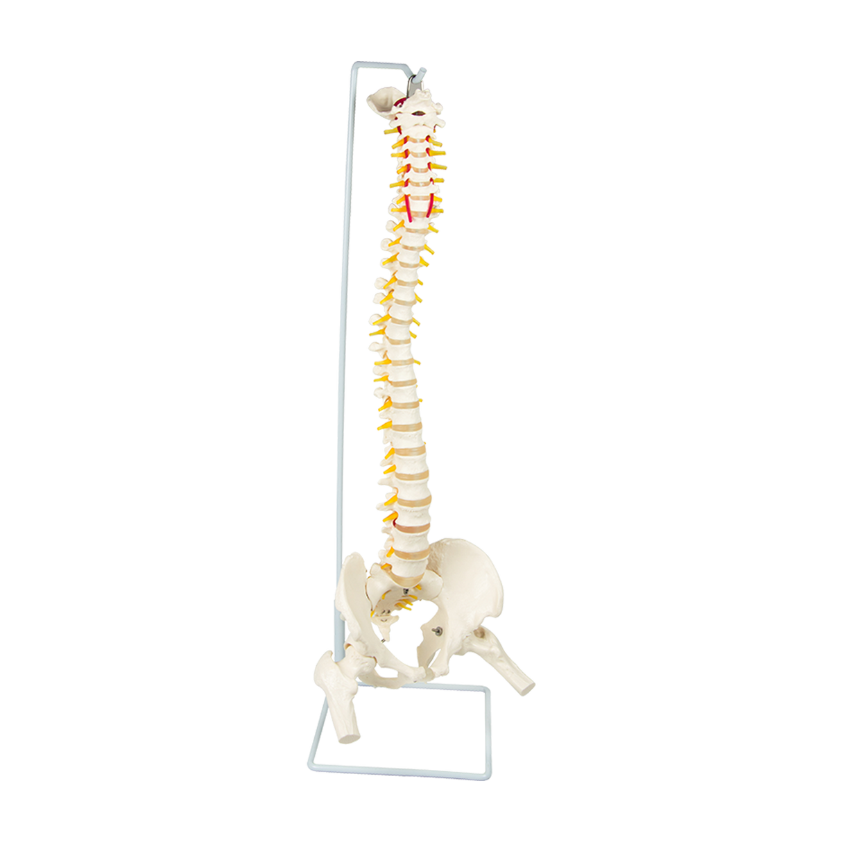Life Size Flexible Spine Pelvis & Femur Model &ndash; Anatomical Skeleton Display