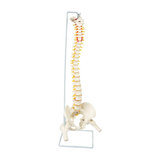 Life Size Flexible Spine Pelvis & Femur Model &ndash; Anatomical Skeleton Display - Extra Image