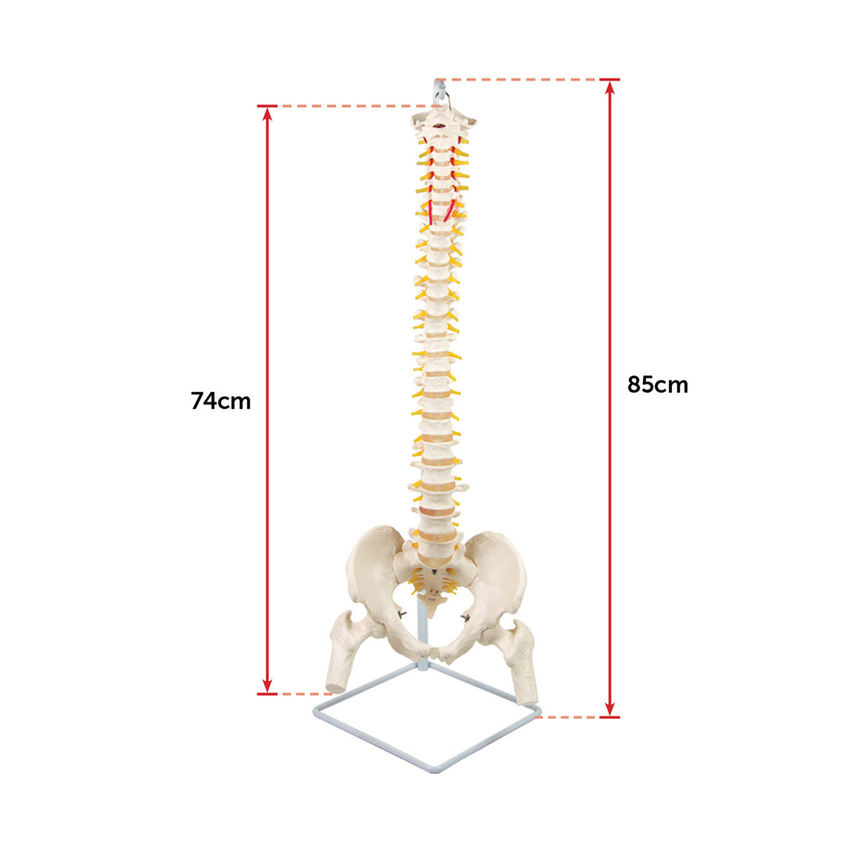 Life Size Flexible Spine Pelvis & Femur Model &ndash; Anatomical Skeleton Display