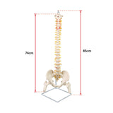 Life Size Flexible Spine Pelvis & Femur Model &ndash; Anatomical Skeleton Display - Extra Image