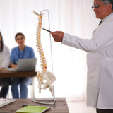 Life Size Flexible Spine Pelvis & Femur Model &ndash; Anatomical Skeleton Display