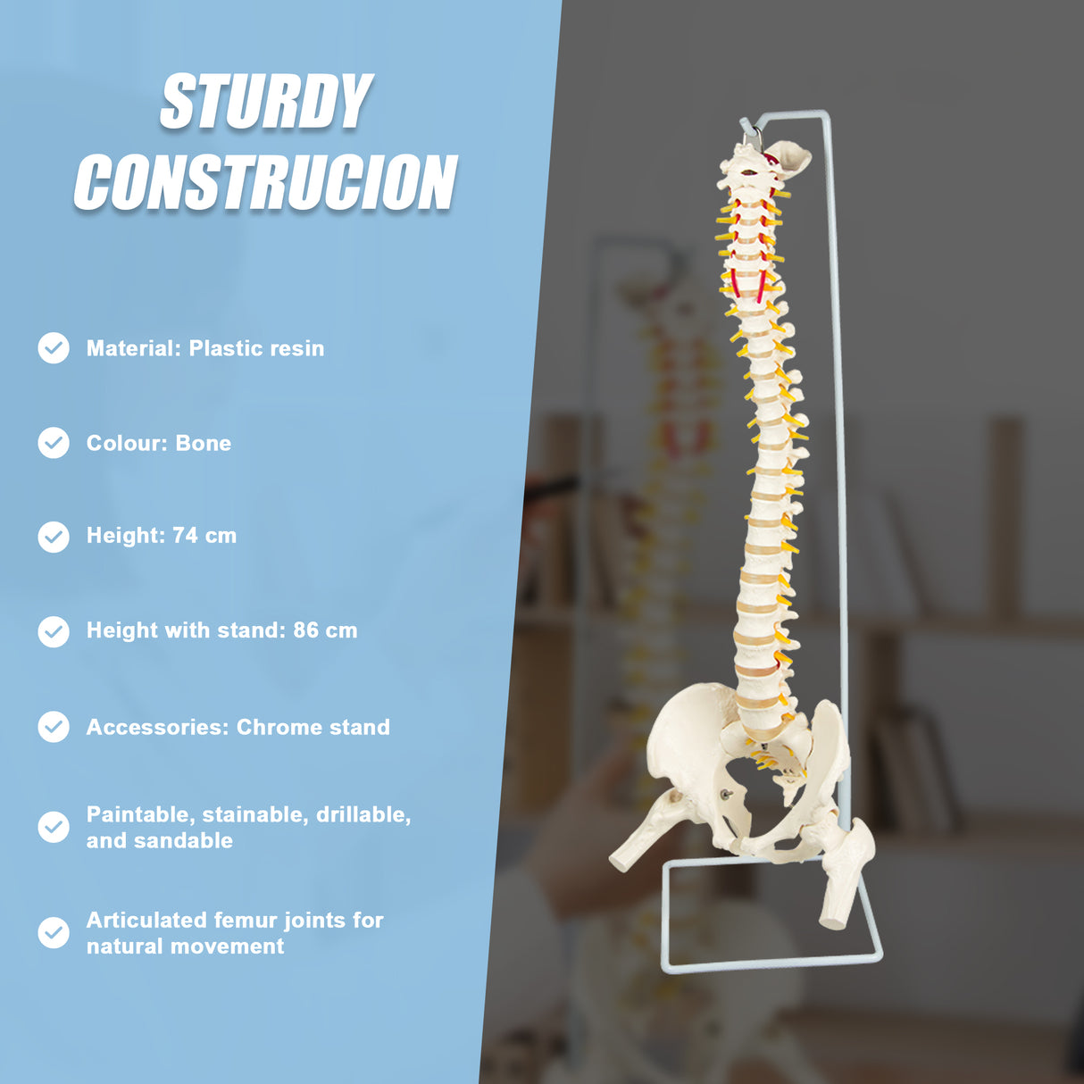 Life Size Flexible Spine Pelvis & Femur Model &ndash; Anatomical Skeleton Display