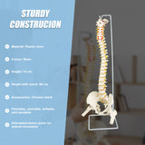 Life Size Flexible Spine Pelvis & Femur Model &ndash; Anatomical Skeleton Display