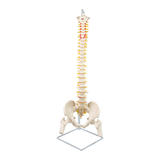 Life Size Flexible Spine Pelvis & Femur Model &ndash; Anatomical Skeleton Display
