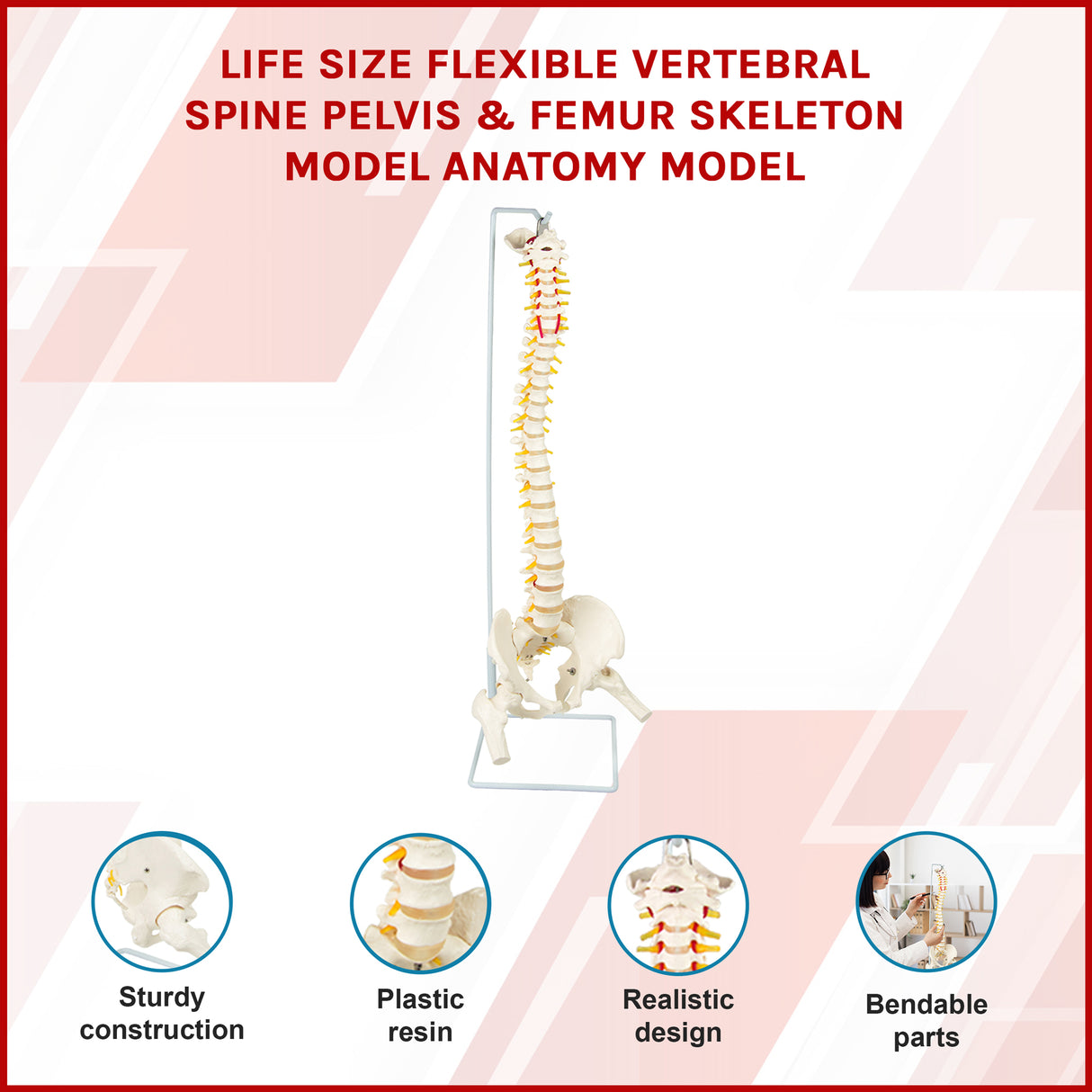 Life Size Flexible Spine Pelvis & Femur Model &ndash; Anatomical Skeleton Display
