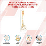 Life Size Flexible Spine Pelvis & Femur Model &ndash; Anatomical Skeleton Display - 45-Degree Angle