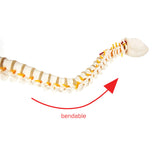Life Size Flexible Spine Pelvis & Femur Model &ndash; Anatomical Skeleton Display