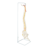 Life Size Flexible Spine Pelvis & Femur Model &ndash; Anatomical Skeleton Display