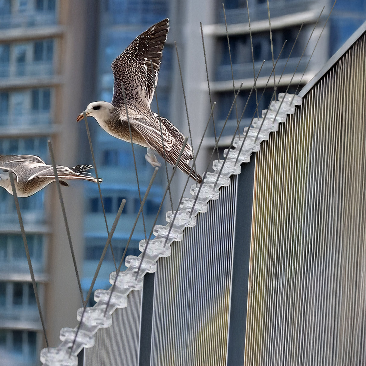 20x 50cm Bird Spike S304 wire Spikes Eaves Pigeon Gull Starling 10M