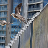 20x 50cm Bird Spike S304 wire Spikes Eaves Pigeon Gull Starling 10M