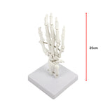 Hand Joint Anatomical Skeleton Model Human Anatomy Study Tool