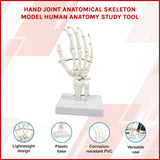 Hand Joint Anatomical Skeleton Model Human Anatomy Study Tool - Front View