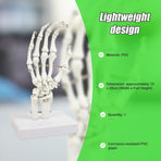Hand Joint Anatomical Skeleton Model Human Anatomy Study Tool