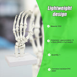 Hand Joint Anatomical Skeleton Model Human Anatomy Study Tool - Side View