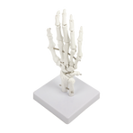 Hand Joint Anatomical Skeleton Model Human Anatomy Study Tool