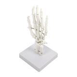 Hand Joint Anatomical Skeleton Model Human Anatomy Study Tool - Top-Down View