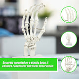 Hand Joint Anatomical Skeleton Model Human Anatomy Study Tool - 45-Degree Angle
