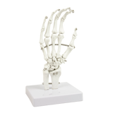 Hand Joint Anatomical Skeleton Model Human Anatomy Study Tool - Rear View