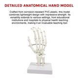 Hand Joint Anatomical Skeleton Model Human Anatomy Study Tool - Close-Up Angle