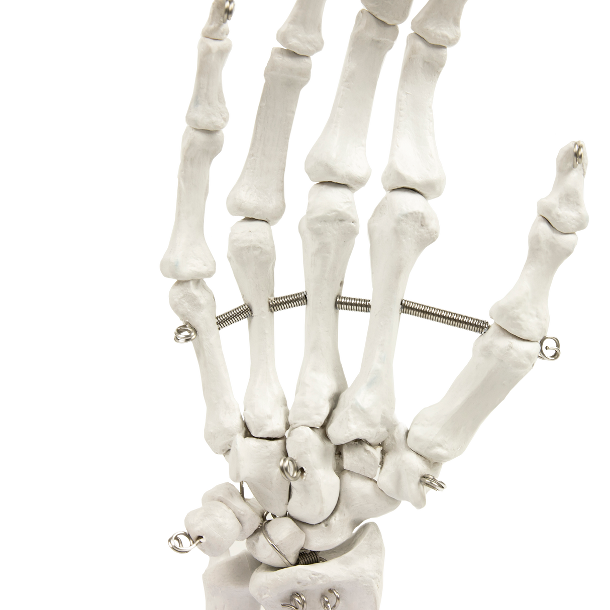 Hand Joint Anatomical Skeleton Model Human Anatomy Study Tool