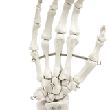 Hand Joint Anatomical Skeleton Model Human Anatomy Study Tool