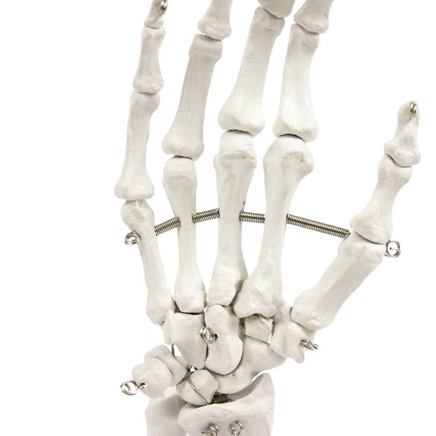 Hand Joint Anatomical Skeleton Model Human Anatomy Study Tool