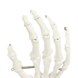 Hand Joint Anatomical Skeleton Model Human Anatomy Study Tool - Extra Image