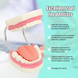 Dental Tooth Brushing Model Teeth Care - Front View
