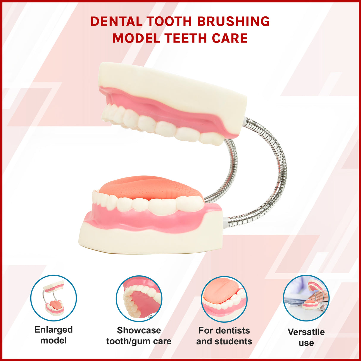 Dental Tooth Brushing Model Teeth Care