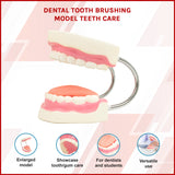 Dental Tooth Brushing Model Teeth Care - Side View