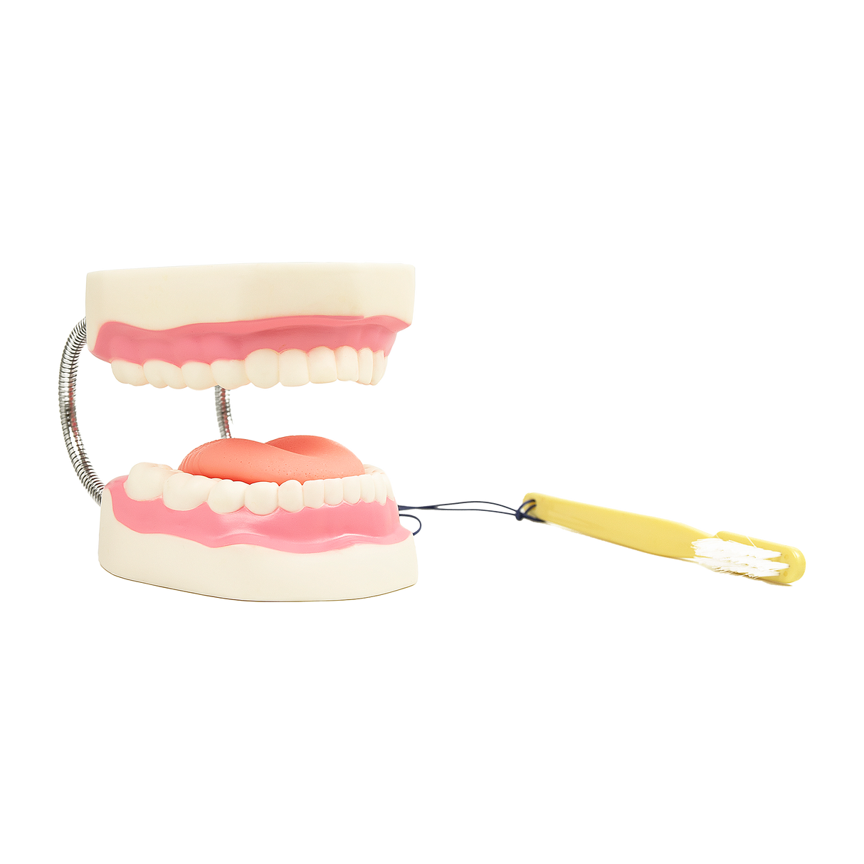 Dental Tooth Brushing Model Teeth Care