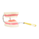 Dental Tooth Brushing Model Teeth Care