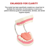 Dental Tooth Brushing Model Teeth Care - Rear View