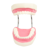 Dental Tooth Brushing Model Teeth Care - Close-Up Angle